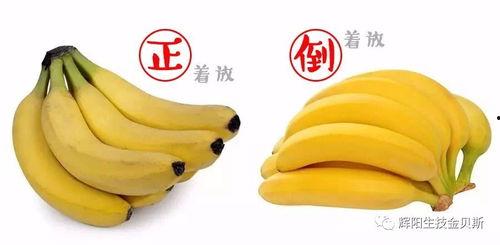 国产超级大香蕉,揭秘我国农业科技新成果 第3张 国产超级大香蕉,揭秘我国农业科技新成果 第3张